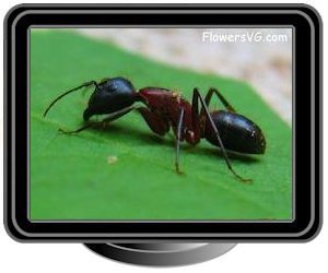 large ant