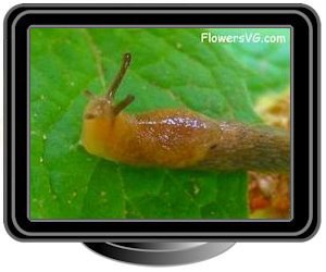 garden slug