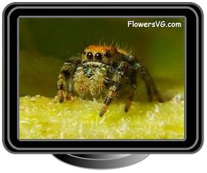 small red back jumping spider