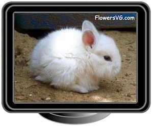 white baby bunny rabbit