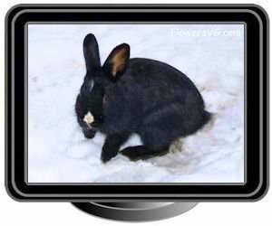 pet black rabbit