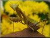pictures of garden mantis mantids