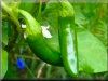 pictures of garden chili pepper plants