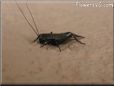 black cricket