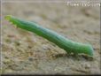 small green inchworm caterpillar