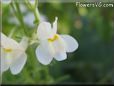 toadflax pictures