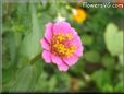 small pink zinnia flower