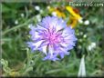 blue purple flower