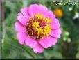 pink zinnia flower