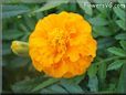  marigold flower