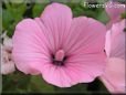 light pink Lavatera pictures
