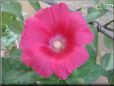 red hollyhock flower