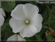 white lavatera flower
