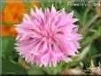 pink centaurea flower