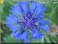 blue Centaurea