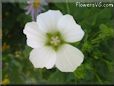 white lavatera flower