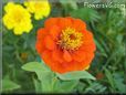 orange zinnia flower