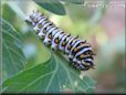 white black orange caterpillar