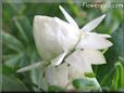 white cone strawflower flower