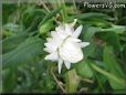 white cone strawflower flower