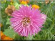 puff pink aster flower