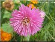 pink aster flower