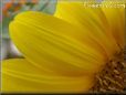 sunflower petals