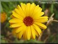 yellow african daisy flower