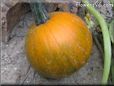  pumpkin 