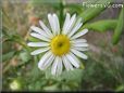 thin white daisy flower