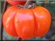  pumpkin pepper