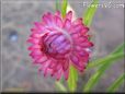 dark pink flower