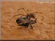  widow spider