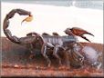 large black african emperor scorpion