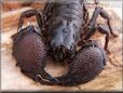 black emperor scorpion claws