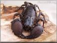 black emperor scorpion pinchers