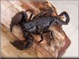 black emperor scorpion