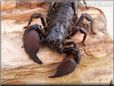 black emperor scorpion
