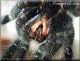 tarantula spider fangs