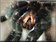 tarantula spider underbelly