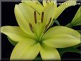 yellow lily flower picture