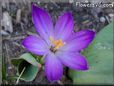light purple flower