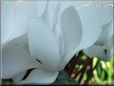 white cyclamen flower