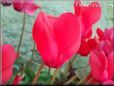red cyclamen flower