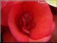 red begonia flower