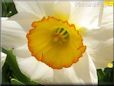daffodil picture