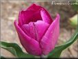 purple bloomed tulip pictures