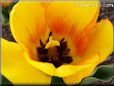 yellow red tulip flower