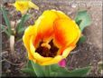 yellow red tulip flower