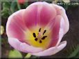 spring tulip flower picture